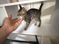 Bengalkatze (4 Monate) sucht ein liebevolles Zuhause 🐾
