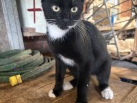 BKH Mix Kitten