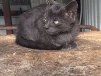 BKH Mix Kitten Glückskätzchen