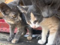 BKH Mix Kitten Glückskätzchen