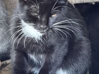 BKH Mix Kitten Glückskätzchen
