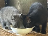 Süße Maikitten suchen neuen Dosenöffner