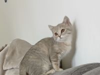 BKH Kitten abzugeben