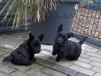 Scottish Terrier Welpen