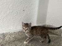 4 Kitten im Verkauf