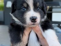 Australian Shepherd Welpen