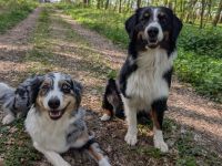Australian Shepherd Welpen