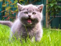 Reinrassige sehr intelligente, verschmuste BKH Kitten Katzen Britisch Kurzhaar Farbe Blau Lilac