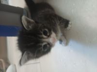 Waldkatzen/Hauskatzen Mix Kitten