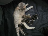Babykatzen