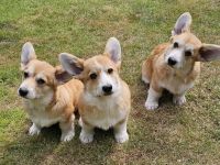 Corgi Welpen