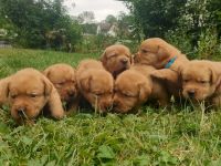 Labrador Welpen Foxred Familienzucht aus europäischen Spitzenzuchten