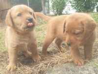Labrador Welpen Foxred Familienzucht aus europäischen Spitzenzuchten
