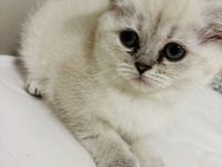 BKH Reinrassige Katze