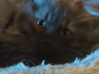 🐾 Zwei bezaubernde BKH-Kätzchen suchen ein liebevolles Zuhause 🐾