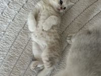 Wundervolle BKH Kitten
