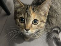 BKH Mix Kitten - 3 Monate alt - Abgabe in liebevolle Hände ❤️