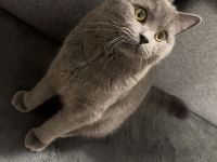 Kater Jango sucht neues Heim