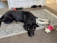 Jung, verspielt und voller Liebe: Gromit sucht liebevolles Zuhause!