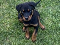 Rottweiler Welpe 10 Wochen alt mit Ahnentafel sucht nach einem neuen zu Hause