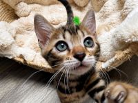 Zauberhafte Bengal kitten aus liebevoller Zucht