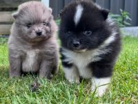 Pomeranian Zwergspitz Welpen Teddy-Gesichter mit wunderschönem Fell