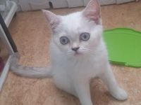 Dringend suchen BKH Kitten neues Zuhause
