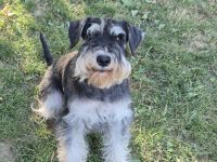 Zwergschnauzer  Hündin mit PSK Papiere