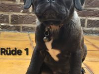 Nur noch 2 Rüden daWir haben unsere 2.Impfung bekommen ❤️ Auzugsbereite liebevolle Retro Mops Welpen