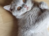Reinrassige Britisch Kurzhaar Kitten mit Stammbaum Bkh