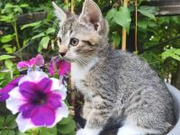 EKH Mischling Katze Kitten Babykatze Kätzchen