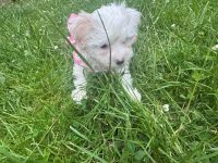 2 Lieblings Hunde 🐕 verkaufen Rasse Shih-Tzu