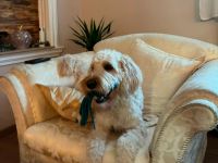 Welpen Golden Doodle F1bb