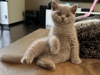 Britisch Kurzhaar Kitten mit Stammbaum