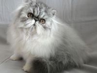 Wunderschöne Perserkatzen