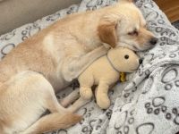 Skylar sucht ein ruhiges Zuhause