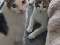Liebevolles Zuhause für schüchternes Traum-Duo gesucht