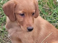 Golden Retriever - Labrador Mix Rüde