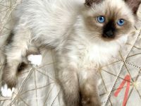 Heilige Birma, super süsse Katzenbabys