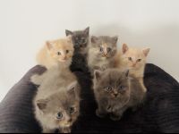 6 BKH Kitten zur  Abgabe bereit