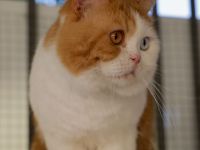 Bkh Odd-eye Kater