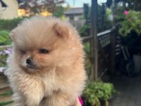 Pomeranian welpen