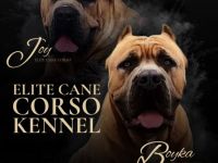 Cane corso welpen