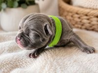 Französische Bulldoggen Welpen