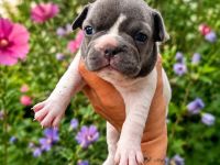 Französische Bulldoggen Welpen