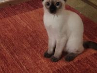 Supersüßer Siamkitten (1 männl. und 1 weiblicher) abgabebereit