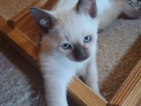 Supersüße Siamkitten