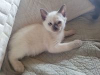 Supersüße Siamkitten sind jetzt abgabebereit. Bei Abnahme von 2 Kitten 100 Euro Reduktion
