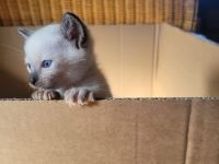 Supersüße reinrassige Siamkitten
