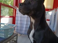 American Bully Mix